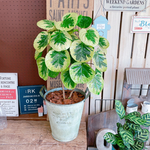 現品のみ♡レア【フリスビー煌ポリシャス】オシャレ観葉植物♡ナチュラルグリーン！ホワイトシルバー系ブリキ鉢♪