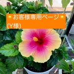 お客様専用ページ🌻(Y様)