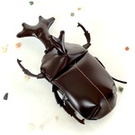 カブトムシのコインケース(定形外送料無料)