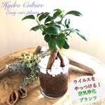 癒しのガジュマル　多幸の木　ハイドロカルチャー　観葉植物　インテリアプランツ　ロックグラス