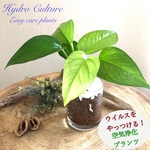 癒しのポトス  パーフェクトグリーン　ハイドロカルチャー　観葉植物　インテリア　ロックグラス