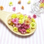 染めかすみ草 （ ミックス ） ドライフラワー / レジン ・ アクセサリー etc...