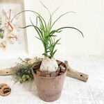トックリラン　ポニーテール　ヒノキの香る鉢　観葉植物