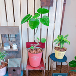 現品SALE♡【くねっとウンベラータ】可愛いハートリーフ♡人気観葉植物！赤系ブリキ鉢♪素敵なナチュラルグリーン