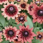 ルドベキア　チェリーブランデー　種　20粒