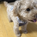 各サイズオーダー可能　犬用　犬服ひんやりクール　熱中症予防