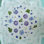 押し花素材　No220　ブルー系小花のミックスセット
