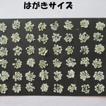 押し花　素材　花いろいろ(ホワイトレースフラワー)(４８枚)　４３