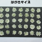 押し花　素材　花いろいろ(ホワイトレースフラワー)(３５枚)　５０