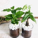 インテリアset『コーヒーの木』&『パキラ』ハイドロカルチャー 円柱グラス　観葉植物　インテリア　