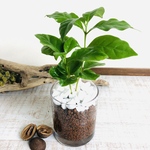 鮮やかな葉っぱ『コーヒーの木』ハイドロカルチャー 円柱グラス　観葉植物　インテリア　ポトス