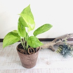 ポトス　ライム　ヒノキの香る鉢　観葉植物　インテリア　ポトス　アロマ　ギフト