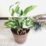 ポトスエンジョイ　ヒノキの香る鉢　観葉植物　インテリア　ポトス　アロマ　ギフト