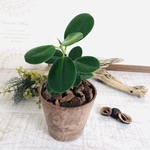 丸い葉っぱ　パンダガジュマル　ヒノキの香る鉢　観葉植物　インテリア　ポトス　アロマ　ギフト