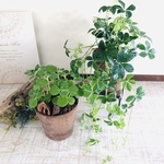 lovelyセット　シュガーバイン　アロマティカス　ヒノキの香る鉢　観葉植物　インテリア　アロマ　ギフト