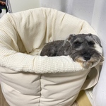 【こはくくん専用】わんベッド一式