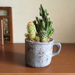 アンティークポットのサボテン寄せ植え