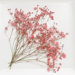 【10本】かすみ草の押し花　濃いピンク