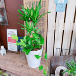 現品のみ♡【幸福の木グリーン寄せ植え】素敵なホワイト系陶器鉢♡育てやすいグリーン♪おしゃれインテリアに♪
