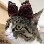ペット用🎀三段フリルリボンカチューシャ🎀黒×赤