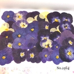 ♡new♡送料無料 ☆ビオラ☆ 押し花セット