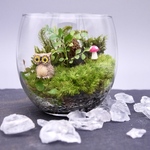 苔テラリウム★フクロウ🦉★蓋付き完成品
