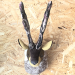 ハンティングトロフィー  ［鹿］