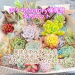 多肉植物カット苗＆抜き苗