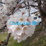 華レース｢マスク&マスクケース｣セット
