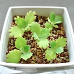 子宝草☆カランコエ☆多肉植物☆観葉植物［土入り 鉢&受皿付き］送料無料