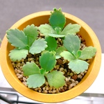 子宝草☆ ［土入り イエロー鉢付き］カランコエ☆多肉植物☆観葉植物