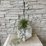【観葉植物】ホヤ　レツーサ