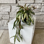 【観葉植物】ホヤ　ケンティアナバリエガータ