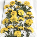マメギクの押し花　黄色