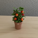 ほおずき　7   テラコッタ鉢