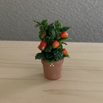 ほおずき　8    テラコッタ鉢