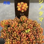 ✳️限定入荷です✳️復活バラマキシリーズ❗️多肉植物 虹の玉❗️早い者勝ち✳️