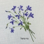 🔹春のミニロベリア🔹ブルーニンフ  25輪　＊ 押し花