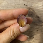 小さな薔薇の花びらのピンズ
