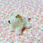 ミニミニテリアさん🐕