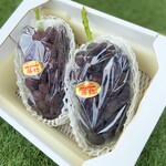【送料無料】※種あり【贈答用】朝採れ！2㎏ 岡山県 "大粒＆濃厚" 藤稔(ふじみのり)【3～4房】
