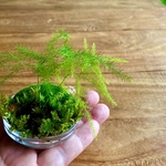 苔テラリウム　手のひらサイズ　寄植え