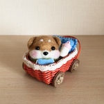 baby柴犬だるま🍼(濃い赤柴)