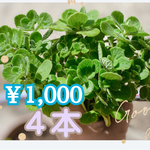 アロマティカス　根付き苗４本