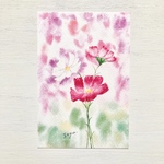 🌸透明水彩画「可憐なコスモス」イラストポストカード２枚セット 花　秋桜　秋　敬老の日　敬老の日カード🌸