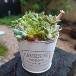 ♡そのまま飾れる♡可愛い多肉植物寄植え　