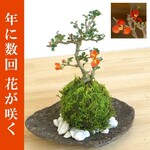 年に数回可憐なお花（紅花）が楽しめる【紅長寿梅（べにちょうじゅばい）の苔玉・くらま岩器・敷石セット】