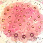 ♡人気作品♡ 作家様必見！ 落ち着いた大人カラー♡フロックス押し花セット