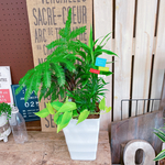 現品♡【グリーン５種類寄せ植え】育てやすい観葉植物♡お手軽グリーン♪アイアンピックつき♡