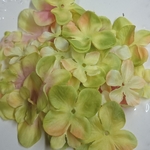 アジサイの花びらパーツ　③ライムグリーン×ピンクグラデ